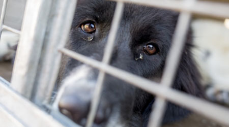 Australia needs stronger environmental laws